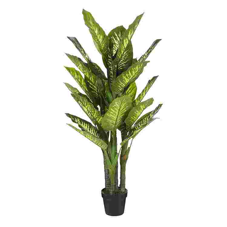 Dieffenbachia in maceta verde 